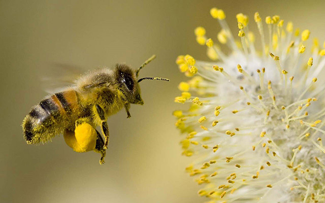 Mơ thấy ong đang bay lượn
