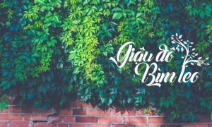 Giậu đổ bìm leo là gì? Giải thích ý nghĩa và bài học rút ra